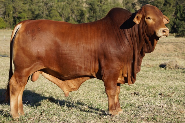 Bryvonlea Ottavio